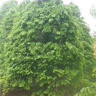 100公分塔形红豆杉 室内绿植四季常青盆景苗室内净化空气花绿植